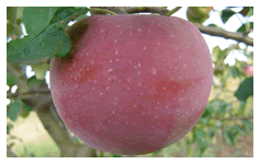 D:\Опис сортів саджанців яблуні, які пропонує СонцеСад_files\YA-11-s.gif