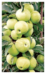 D:\Опис сортів саджанців яблуні, які пропонує СонцеСад_files\YA-15-s.gif