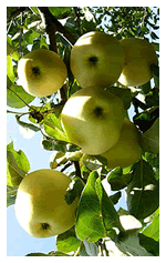 сорт яблук Папіровка