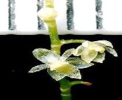 Фото: Лу Джост (Lou Jost). Найменша орхідея виявлена   в Еквадорі