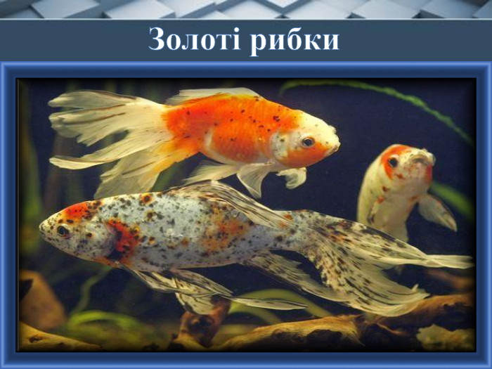 Золоті рибки