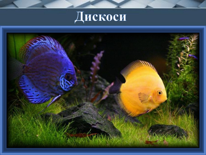 Дискоси