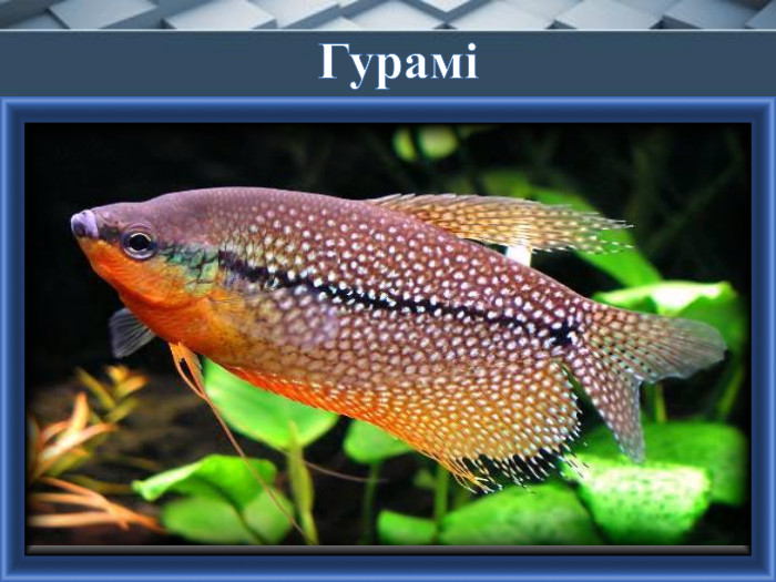 Гурамі