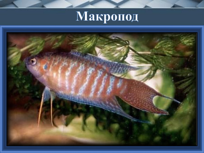Макропод
