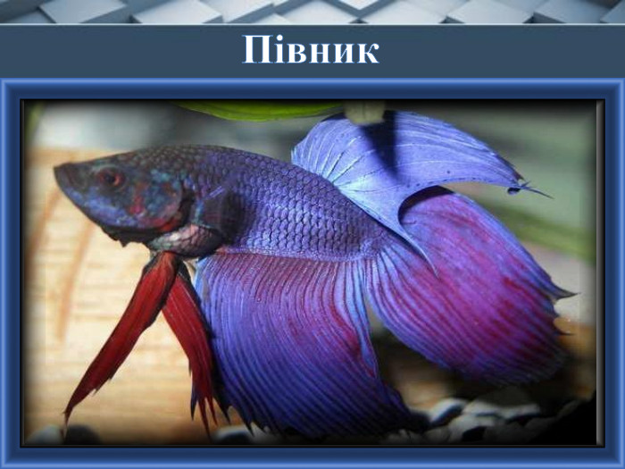 Півник