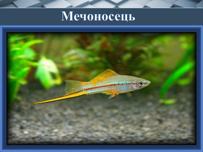Мечоносець