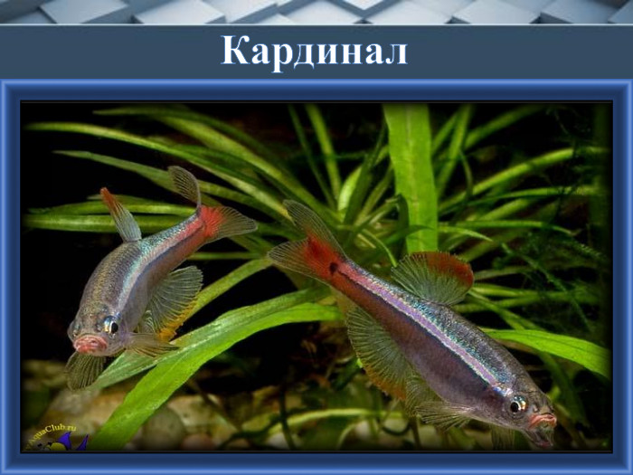 Кардинал