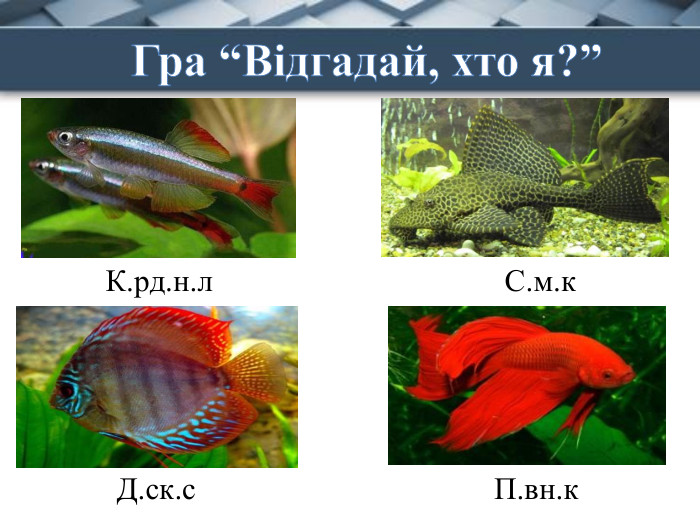 Гра “Відгадай, хто я?”К.рд.н.л. С.м.к. Д.ск.с. П.вн.к