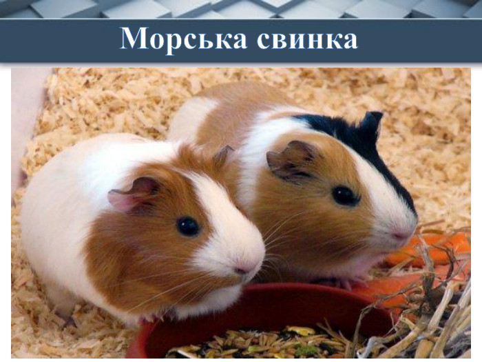 Свинка, але не із хліва,Мишка, та не польова.Їсти просить і вночі —Булку, хлібчик, калачі. Морська свинка