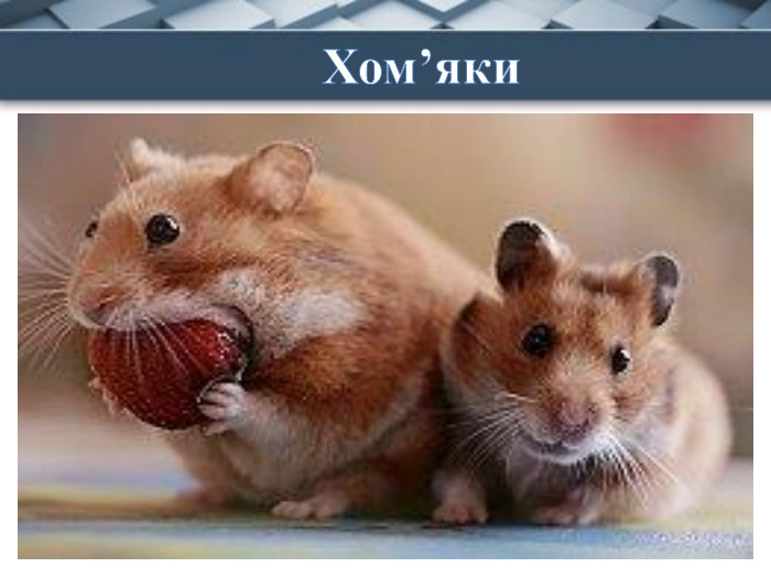  Народилось їх багато,Є в них мама, є в них тато. Менші, ніж заморські свинки,Ці пухкі, малі тваринки.  Хом’яки