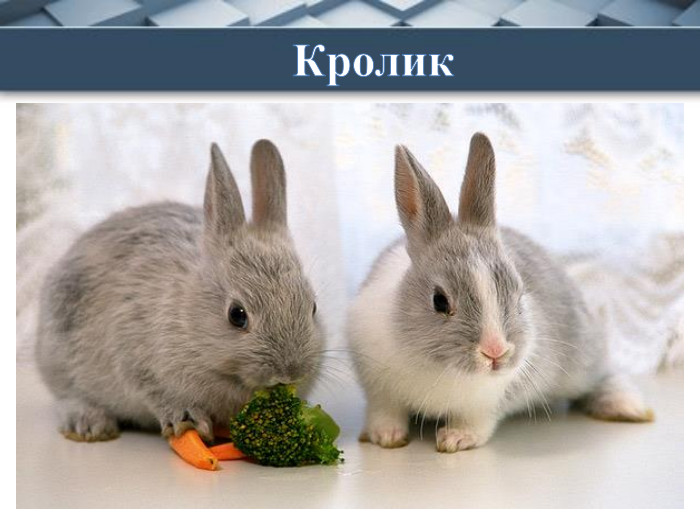 Гониться по хаті зайчик,Стрибунець і побігайчик. Просить хлібчик і морквину,Сіно, крупи, капустину. Кролик