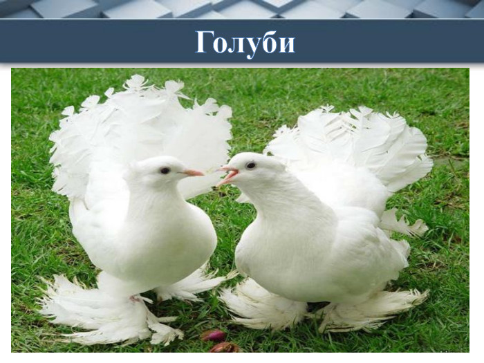 Голуби. Вранці вийду я із хати, Щоб пташок нагодувати, Як матуся, вони ніжні, Чорні, сірі, білосніжні, Сиві, світло-голубі… Це туркочуть…