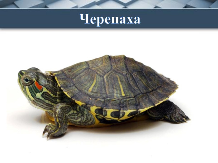 Кістяну сорочку маюІ ніколи не знімаю, — У сорочку-костомаху. Я ховаюся від страху. Черепаха