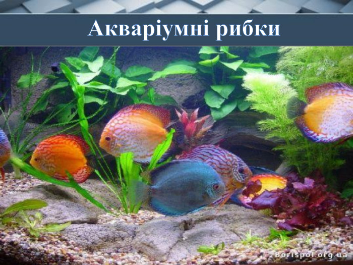 У лусці мої боки —Вони холодні та слизькі. Плавать можу досхочу,Та усе життя мовчу. Акваріумні рибки