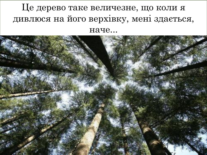 Це дерево таке величезне, що коли я дивлюся на його верхівку, мені здається, наче...