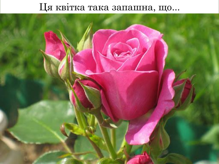 Ця квітка така запашна, що...