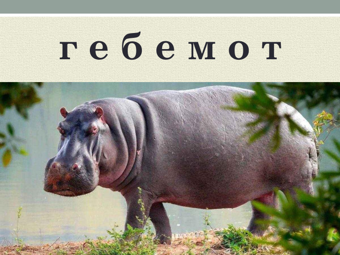 г е б е м о т 