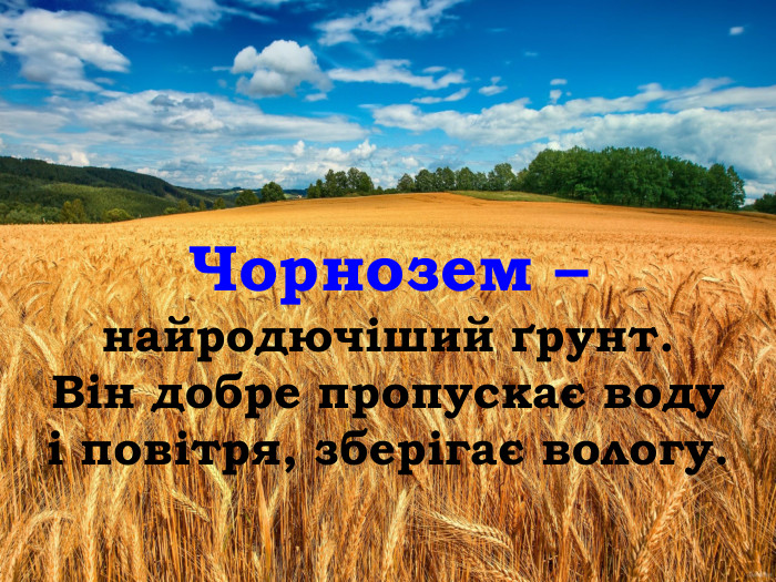 Чорнозем – найродючіший ґрунт. Він добре пропускає воду і повітря, зберігає вологу. 