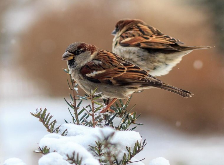 D:\Новая папка (6)\sparrows-winter-birds-wallpaper-20562984-1920x1080.jpg