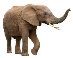 Результат пошуку зображень за запитом "слон"