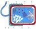 Картинки по запросу клітина бактерії