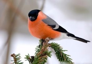 Біознайка: Снігур - мігруючий птах