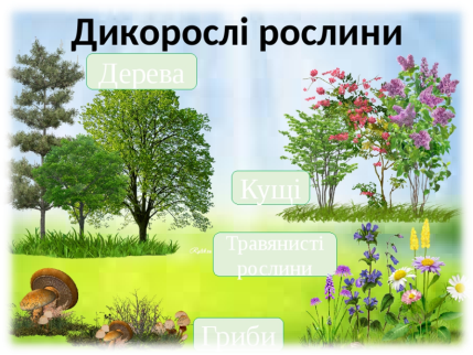 Презентація "Рослини рідного краю"