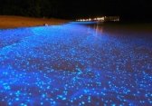 http://thewowstyle.com/wp-content/uploads/2014/11/Maldives-Beach-That-Looks-Like-Starry-Night-Sky.jpg