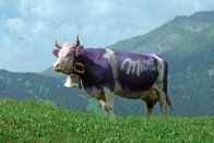 Коровы в туристической рекламе - SWI swissinfo.ch