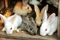 Стокові фотографії Кролики та роялті-фрі зображення Кролики ...