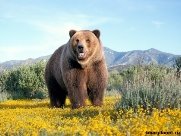 Фото гризли - Планета медведей