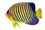 Стокові фотографії Тропічна риба та роялті-фрі зображення Тропічна риба |  Depositphotos®