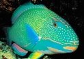 Bright Colored Fish - Bright Colors Photo (17699872) - Fanpop