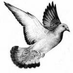 http://www.rdobd.com.ua/images/stories/77_pigeon-c.jpg