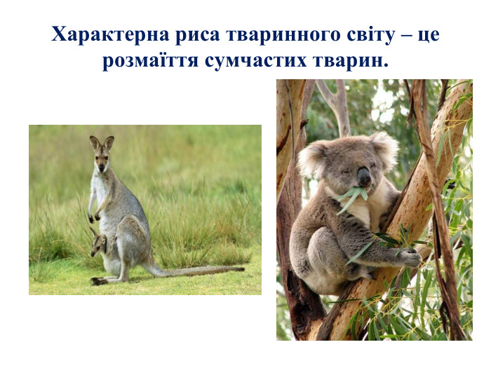 Характерна риса тваринного світу – це розмаїття сумчастих тварин.