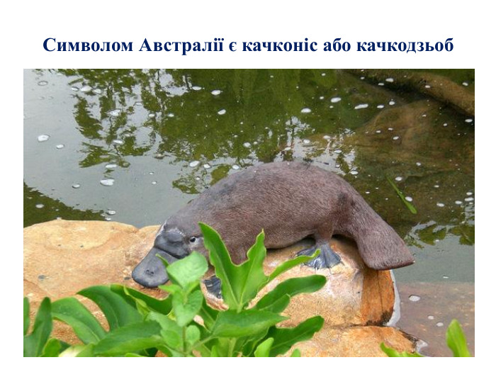 Символом Австралії є качконіс або качкодзьоб