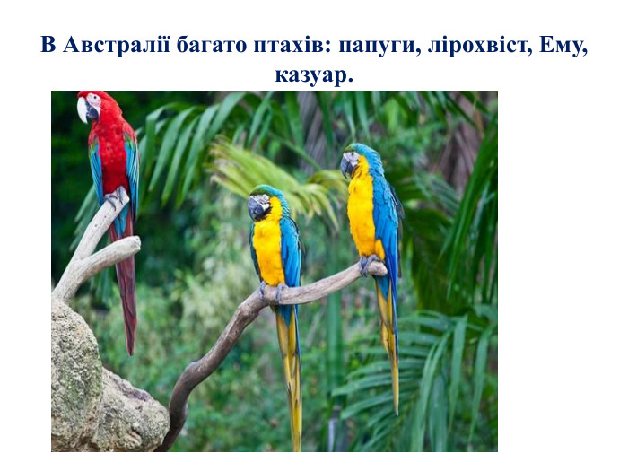 В Австралії багато птахів: папуги, лірохвіст, Ему, казуар.