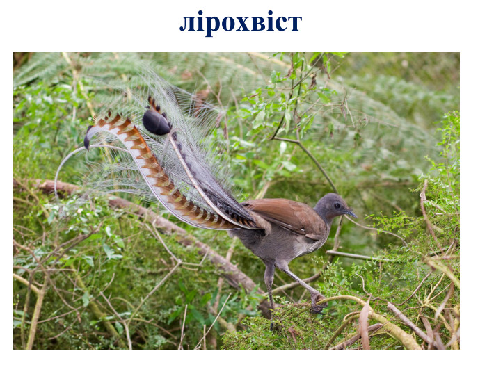 лірохвіст