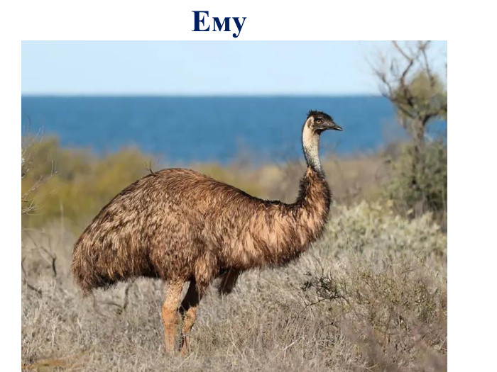 Ему