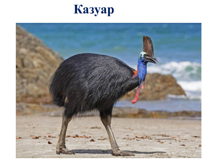 Казуар
