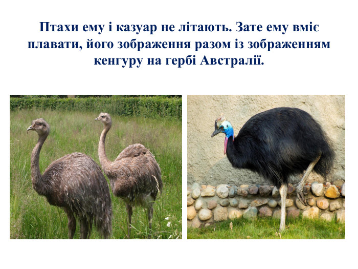 Птахи ему і казуар не літають. Зате ему вміє плавати, його зображення разом із зображенням кенгуру на гербі Австралії.