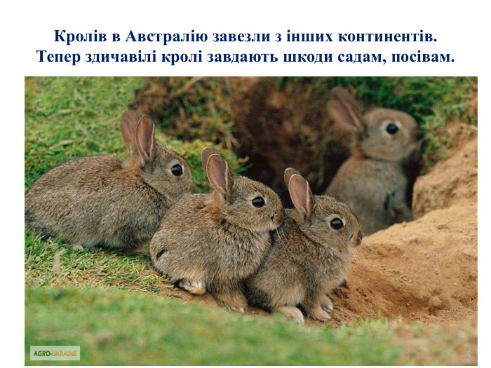 Кролів в Австралію завезли з інших континентів. Тепер здичавілі кролі завдають шкоди садам, посівам.