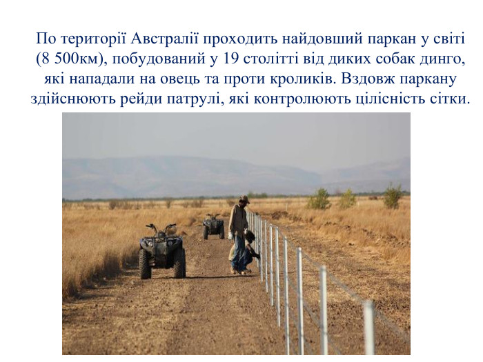 По території Австралії проходить найдовший паркан у світі (8 500км), побудований у 19 столітті від диких собак динго, які нападали на овець та проти кроликів. Вздовж паркану здійснюють рейди патрулі, які контролюють цілісність сітки.