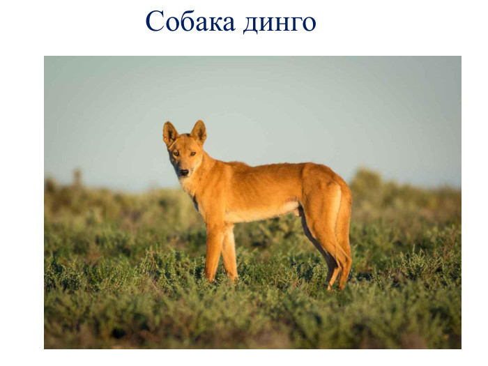 Собака динго