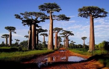 F:\африка\Baobabyi-v-Afrike.jpg
