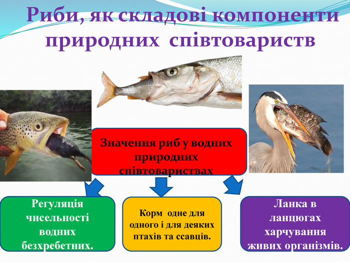 Ланка в ланцюгах харчування живих організмів. Корм одне для одного і для деяких птахів та ссавців. Регуляція чисельності водних безхребетних. Риби, як складові компоненти природних співтовариств. Значення риб у водних природних співтовариствах