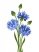 depositphotos_49780183-stock-illustration-bouquet-of-blue-cornflowers-vector.jpg