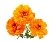 depositphotos_3926569-stock-photo-marigold-flower.jpg