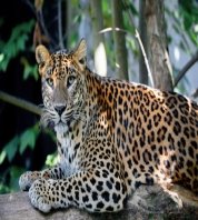 Sri Lanka, Ceylon Leopard, Panthera pardus kotiya on tree. Leopard is listed as Endangered on the IUCN Red List. Wild cat Фото со стока - 131838181