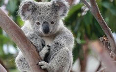 Картинки по запросу "коали"